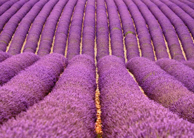 filari di lavanda provenzali