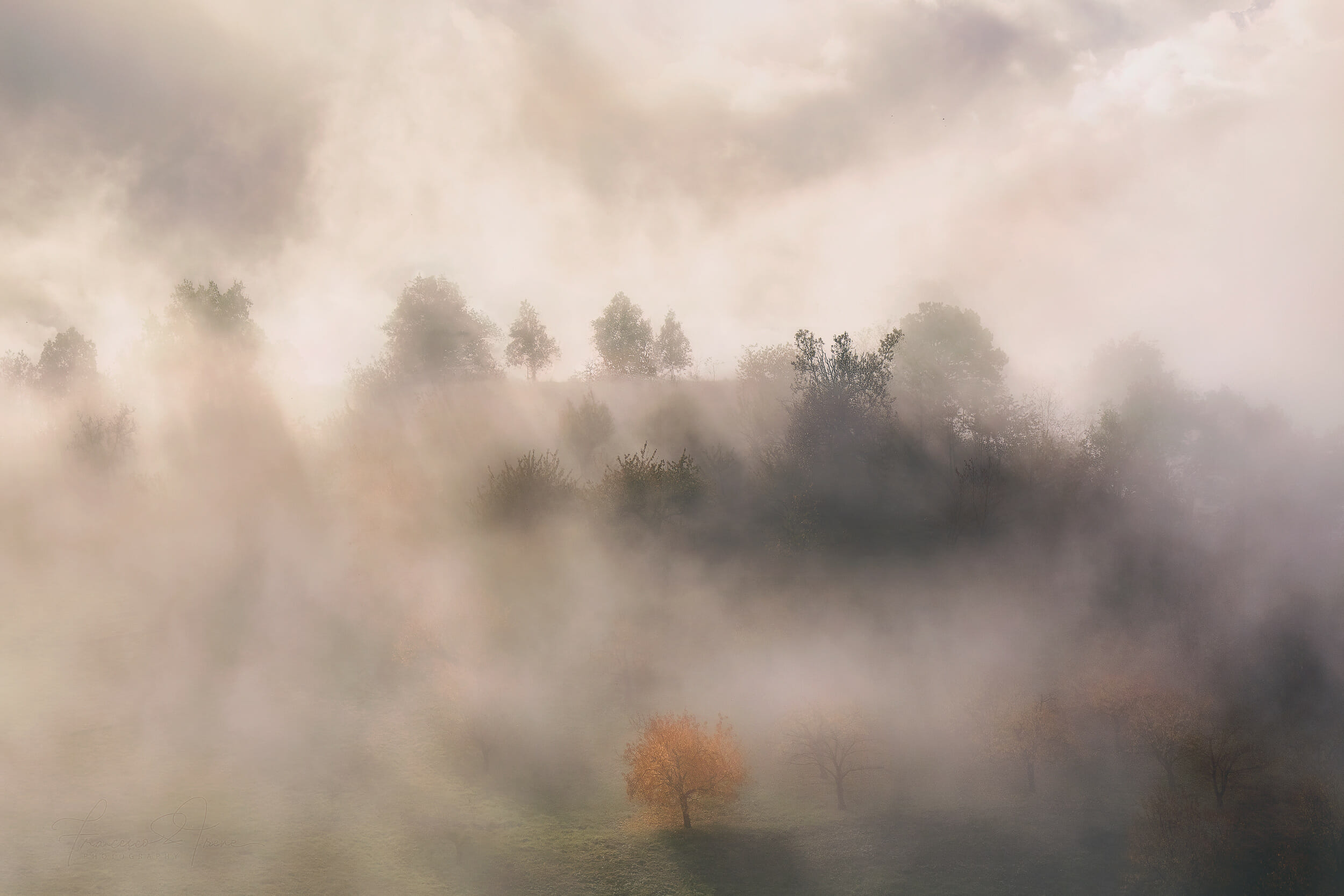 Il ciliegio solitario nella nebbia
