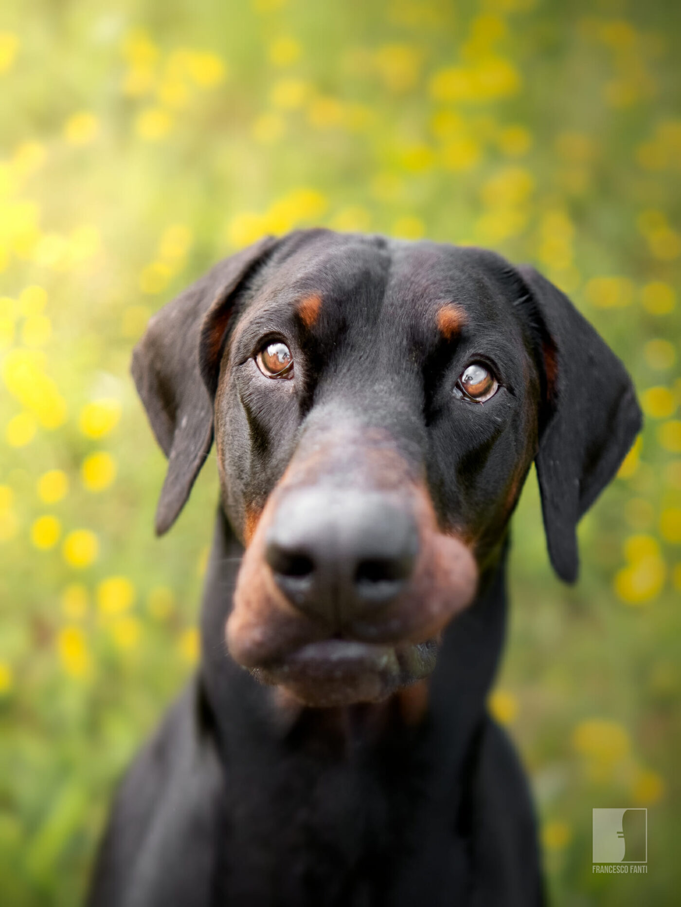 Ritratto Di Cane a Decomposizione in Attesa Di Vedere La Telecamera  Immagine Stock - Immagine di sfondo, animale: 223936105